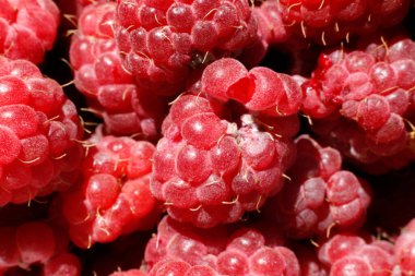 Ahududu bitkisinin endüstriyel yetiştirilmesi. Olgun kırmızı meyveli ahududu makrosu. Ahududu arkaplanı. Çiftlikte böğürtlen yetiştirmek doğaldır. Çevresel sağlıklı organik gıda konsepti.