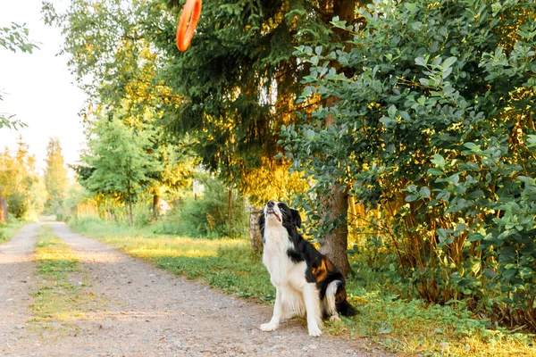 Outdoor portret van leuke grappige puppy rand collie vangen speelgoed in de lucht. Honden spelen met vliegende diskette ring. Sportactiviteiten met hond in het park buiten. — Stockfoto