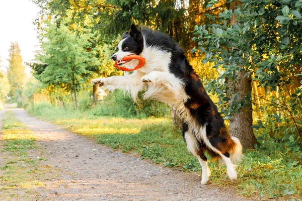 Ritratto all'aperto di simpatico simpatico cane cucciolo confine collie cattura giocattolo in aria. Cane che gioca con anello disco volante. Attività sportiva con cane nel parco esterno. — Foto Stock