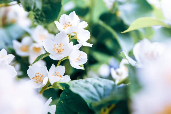 봄에는 아름다운 흰 재스민 꽃이 핀다. 배경에 꽃피는 재스민 관목 이 있다. 영감을 주는 자연적 인 꽃봉오리는 정원이나 공원을 피운다. 플라워 아트 디자인. 양막 요법의 개념. — 스톡 사진