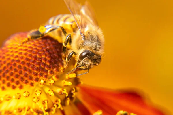 Honingbij bedekt met gele stuifmeel drinken nectar, bestuivende bloem. Inspirerende natuurlijke bloemen voorjaar of zomer bloeiende tuin achtergrond. Leven van insecten, Extreme macro close-up selectieve focus — Stockfoto