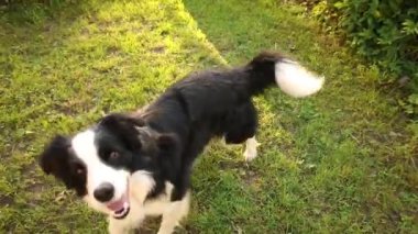 Çimen arka planında oynayan sevimli, güler yüzlü, sınır köpeği çoban köpeğinin açık hava portresi. Açık havada güneşli bir yaz gününde komik suratlı küçük bir köpek. Hayvan bakımı ve komik hayvan yaşam konsepti.