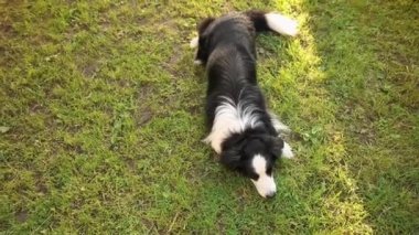 Açık havada gülümseyen köpek yavrusu sınır köpeği Collie 'nin çimen arka planında uzanırken çekilmiş portresi. Açık havada güneşli bir yaz gününde komik suratlı küçük bir köpek. Hayvan bakımı ve komik hayvan yaşam konsepti.