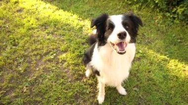 Açık havada gülümseyen köpek yavrusunun portresi otlak arka planında oturan çoban köpeğinin. Açık havada güneşli bir yaz gününde komik suratlı küçük bir köpek. Hayvan bakımı ve komik hayvan yaşam konsepti