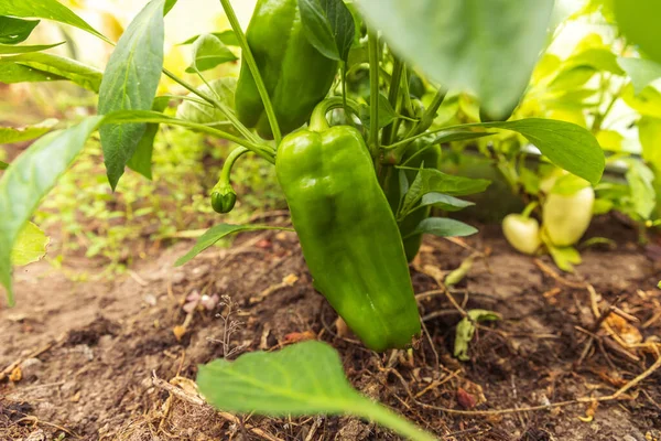 Conceito de jardinagem e agricultura. Perfeito verde fresco pimentão orgânico maduro pronto para a colheita no ramo no jardim. Vegan vegetariano casa produção de alimentos cultivados. Colheita de páprica pimenta. — Fotografia de Stock