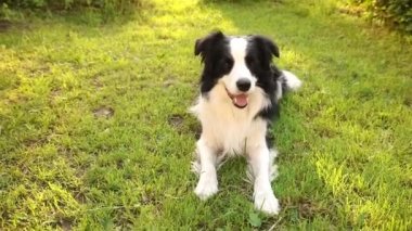 Açık havada gülümseyen köpek yavrusu sınır köpeğinin portresi çimen parkının arka planında yatıyor. Açık havada güneşli bir yaz gününde komik suratlı küçük bir köpek. Hayvan bakımı ve komik hayvan yaşam konsepti