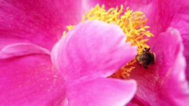 Sarı polenle kaplanmış bal arısı nektar içer, pembe şakayık çiçeğini döller. İlham verici doğal çiçek baharı ya da çiçek açan yaz bahçesi ya da park geçmişi. Böceklerin hayatı. Makro, kapat..