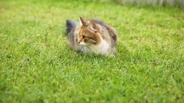 Kibirli kısa saçlı yerli komik tekir kedi taze yeşil çayır arka planından gizlice geçiyor. Kedi yavrusu yaz günü bahçenin arka bahçesinde yürür. Hayvan bakımı ve hayvan sağlığı kavramı. — Stok video