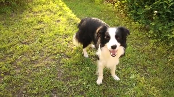 Outdoor portrait of cute smiling puppy border collie playing on grass lawn background. Little dog with funny face in sunny summer day outdoors. Pet care and funny animals life concept. — Vídeo de Stock