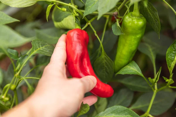 Concept de jardinage et d'agriculture. Ouvrière de ferme récoltant à la main du poivron rouge biologique frais et mûr dans le jardin. Végétarien végétalien production alimentaire maison. Femme cueillette paprika poivre. — Photo