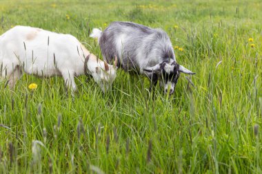 Çayır arka planda otlayan organik doğal eko hayvan çiftliğinde tatlı bir keçi çiftliği. Evcil keçi otlakta otluyor. Modern hayvan çiftliği, ekolojik tarım. Hayvan Hakları.
