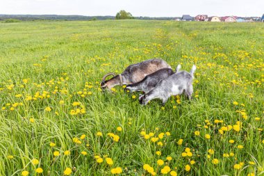 Çayır arka planda otlayan organik doğal eko hayvan çiftliğinde tatlı bir keçi çiftliği. Evcil keçi otlakta otluyor. Modern hayvan çiftliği, ekolojik tarım. Hayvan Hakları.