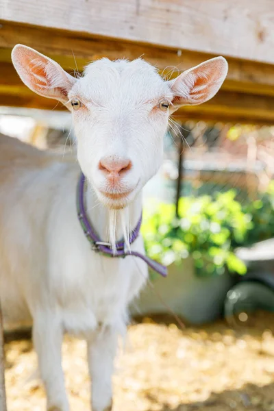 Cute free range goatling on organic natural eco animal farm freely grazing in yard on ranch background. Domestic goat graze in pasture. Modern animal livestock, ecological farming. Animal rights. — Stock Photo, Image
