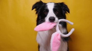 Mutlu Paskalyalar. Komik köpek yavrusu, sarı arka planda izole edilmiş Paskalya tavşanı kulakları tutuyor. Tatil için hazırlık. Paskalya 'da bahar selamı..