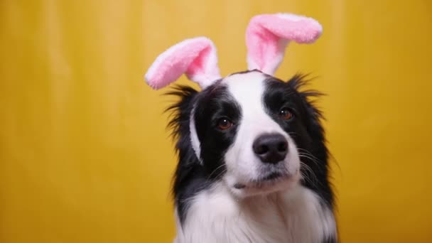 Mutlu Paskalyalar. Sarı arka planda izole edilmiş Paskalya tavşanı kulakları takan komik köpek sınır köpeği çobanı. Tatil için hazırlık. Paskalya 'da bahar selamı.. — Stok video