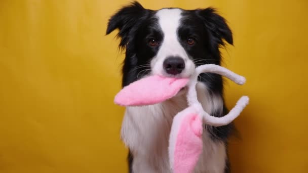 Happy Easter concept. Funny puppy dog border collie holding easter bunny ears in mouth isolated on yellow background. Preparation for holiday. Spring greeting cncept on Easter. — Stock Video
