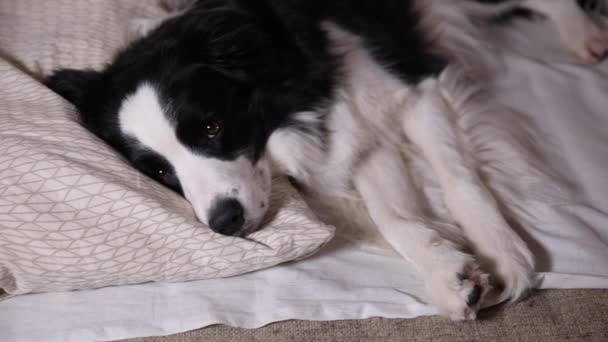 Rolig söt hundvalp gränsen collie ligger på kudde filt i sängen. Stör mig inte. Låt mig sova. Hundar som ligger och sover hemma. Roliga husdjur djur liv koncept. — Stockvideo