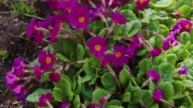 Paskalya konsepti. Bahar zamanı çiçek tarhında pembe mor çiçekli Primula. İlham verici doğal çiçek baharı ya da çiçek açan yaz bahçesi ya da park. Merhaba bahar..