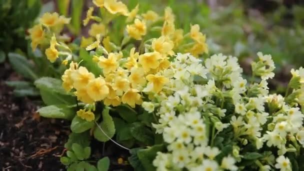 イースターのコンセプト。春に、黄色の花を咲かせるプリムラ。インスピレーションを受けた天然の花の春や夏の開花庭や公園。こんにちは春. — ストック動画