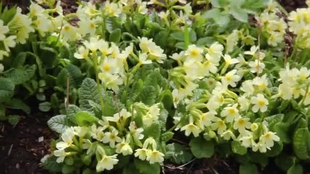 Concepto de Pascua. Primrose Primula con flores amarillas en macizo de flores en primavera. Jardín o parque floreciente inspirador natural de primavera o verano. Hola primavera. — Vídeo de stock