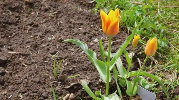 イースターのコンセプト。花壇の赤い黄色のチューリップの花。庭の花壇に新鮮な最初の春の花を咲かせます。インスピレーションを受けた天然の花の春や夏の開花庭や公園。こんにちは春. — ストック動画