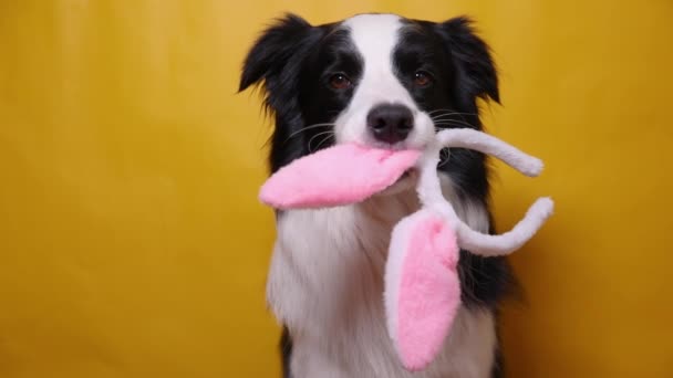 Happy Easter concept. Funny puppy dog border collie holding easter bunny ears in mouth isolated on yellow background. Preparation for holiday. Spring greeting cncept on Easter. — Stock Video