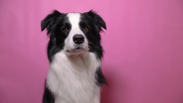 Retrato engraçado de cachorro bonito cão borda collie isolado no fundo colorido rosa. Cão de estimação bonito. Animal de estimação conceito de vida. — Vídeo de Stock