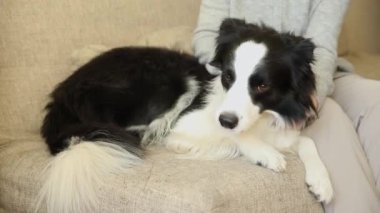 Evdeki kanepede sevimli köpek yavrusu çoban köpeğiyle oynayan tanınmayan bir kadın. Sahibi kanepede oturan köpeği okşayan bir kız. Evcil hayvan sevgisi Dostluk Destek Takımı konsepti.