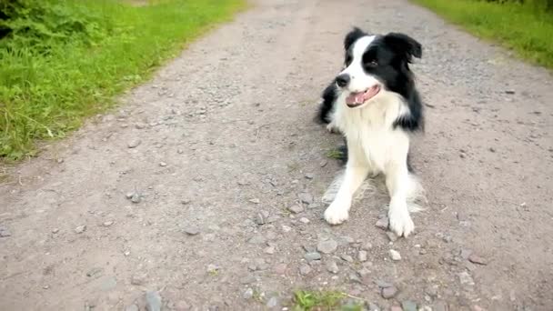 Pet activity. Outdoor portrait of cute smiling puppy border collie lying down on road. Pet dog with funny face in sunny summer day outdoors. Pet care and funny animals life concept. — Stock Video