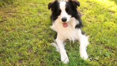 Açık havada gülümseyen köpek yavrusu sınır köpeğinin portresi çimen parkının arka planında yatıyor. Açık havada güneşli bir yaz gününde komik suratlı küçük bir köpek. Hayvan bakımı ve komik hayvan yaşam konsepti