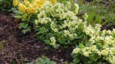 Paskalya konsepti. Bahar zamanı çiçek tarhında sarı çiçekli Primula. İlham verici doğal çiçek baharı ya da çiçek açan yaz bahçesi ya da park. Merhaba bahar..