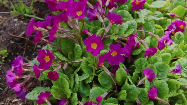 Easter concept. Primrose Primula with pink purple flowers in flowerbed in spring time. Inspirational natural floral spring or summer blooming garden or park. Hello spring. — Stock Video