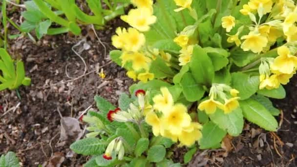 Conceito de Páscoa. Prímula de prímula com flores amarelas no canteiro de flores na primavera. Primavera floral natural inspirador ou verão florescendo jardim ou parque. Olá primavera. — Vídeo de Stock