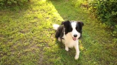Açık havada gülümseyen köpek yavrusu sınır köpeği Collie 'nin çimen arka planında uzanırken çekilmiş portresi. Açık havada güneşli bir yaz gününde komik suratlı küçük bir köpek. Hayvan bakımı ve komik hayvan yaşam konsepti.