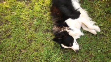 Açık havada gülümseyen köpek yavrusu sınır köpeği Collie 'nin çimen arka planında uzanırken çekilmiş portresi. Açık havada güneşli bir yaz gününde komik suratlı küçük bir köpek. Hayvan bakımı ve komik hayvan yaşam konsepti.