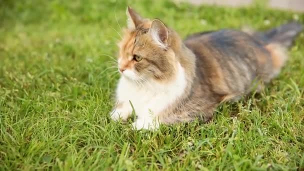 新鮮な緑の芝生の牧草地の背景を介して傲慢な短髪の国内面白いタビー猫のスニーク。子猫は夏の日に庭の裏庭で屋外を歩く。ペットケアの健康と動物の概念. — ストック動画