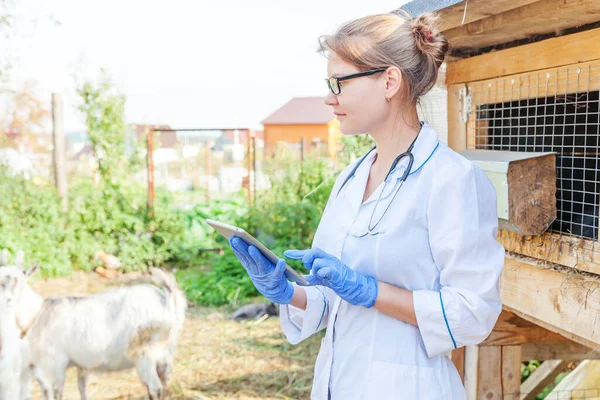 Ung veterinär kvinna med tablett dator undersöker get på ranch bakgrund. Veterinär läkare kolla upp get i naturliga eko gård. Begreppet djurskötsel och ekologisk djurhållning. — Stockfoto
