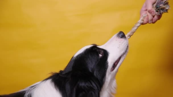 Actividad de mascotas. Funny dog border collie cachorro sosteniendo colorido juguete de cuerda en la boca sobre fondo amarillo. Mano del propietario jugando con perro mascota de raza pura. Amor por mascotas amistad apoyo equipo concepto. — Vídeo de stock