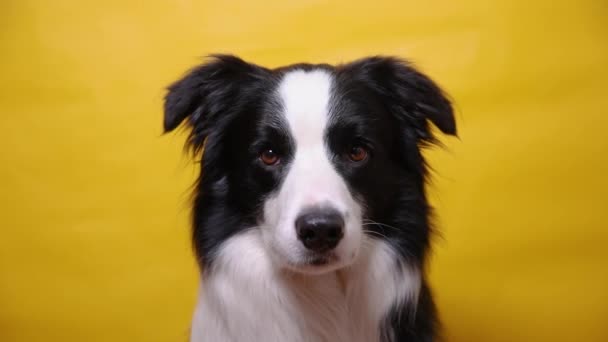 黄色のカラフルな背景に隔離されたかわいい子犬犬の国境のコロニーの面白い肖像画。かわいいペット犬。ペット動物のライフコンセプト. — ストック動画