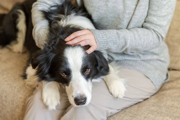 Unerkennbare Frau spielt mit süßem Hundewelpen Border Collie auf der heimischen Couch. Besitzerin streichelt Hundefreundin auf Sofa sitzend. Liebe zu Haustieren Freundschaft unterstützt Teamkonzept. — Stockfoto