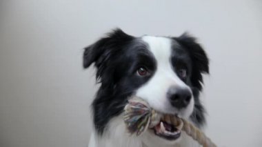 Hayvan aktivitesi. Komik köpek yavrusu, beyaz arka planda renkli ip oyuncağı tutuyor. Sahibi evde safkan evcil köpekle oynuyor. Evcil hayvan sevgisi Dostluk Destek Takımı konsepti.