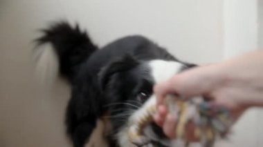 Hayvan aktivitesi. Komik köpek yavrusu, beyaz arka planda renkli ip oyuncağı tutuyor. Sahibi evde safkan evcil köpekle oynuyor. Evcil hayvan sevgisi Dostluk Destek Takımı konsepti.