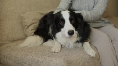 Evdeki kanepede sevimli köpek yavrusu çoban köpeğiyle oynayan tanınmayan bir kadın. Sahibi kanepede oturan köpeği okşayan bir kız. Evcil hayvan sevgisi Dostluk Destek Takımı konsepti.