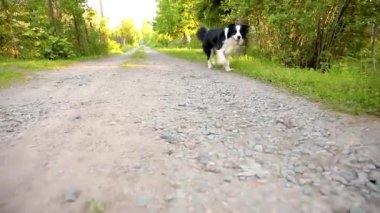 Hayvan aktivitesi. Puppy border collie parkın dışında yürüyor. Güneşli yaz gününde komik suratlı evcil köpek yolda koşuyor. Hayvan bakımı ve komik hayvan yaşam konsepti.