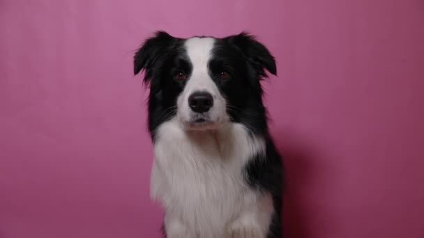 Roligt porträtt av söt valp gränsen collie isolerad på rosa färgglada bakgrund. Söt sällskapshund. Begreppet djurliv. — Stockvideo