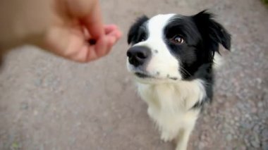 Tanınmayan kişi, akıllı, aç köpek yavrusunu iyi halden ödüllendirmek için elleriyle besliyor. Evcil köpek çoban köpeği eğitimi. Dışarıdaki sevimli, oynak köpeği olan sahibi..