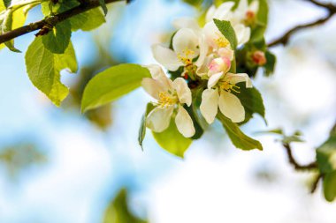 Bahar zamanı güzel beyaz elma çiçekleri. Çiçekli elma ağacının arka planı. İlham verici doğal bahar çiçekleri çiçek açan bahçe ya da park. Çiçek sanat tasarımı. Seçici odak.