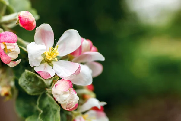 Όμορφα λευκά άνθη μηλιάς την άνοιξη. Ιστορικό με ανθισμένη μηλιά. Εμπνευσμένο φυσικό floral άνοιξη ανθίζοντας κήπο ή πάρκο. Σχεδιασμός λουλουδιών. Επιλεκτική εστίαση. — Φωτογραφία Αρχείου