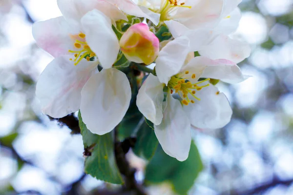 Beautiful white apple blossom flowers in spring time. Background with flowering apple tree. Inspirational natural floral spring blooming garden or park. Flower art design. Selective focus. — Stock Photo, Image