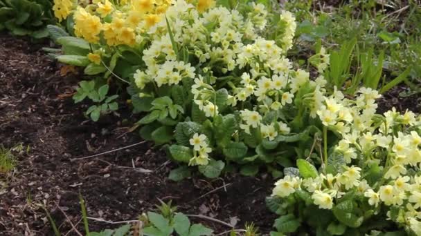 Concepto de Pascua. Primrose Primula con flores amarillas en macizo de flores en primavera. Jardín o parque floreciente inspirador natural de primavera o verano. Hola primavera. — Vídeo de stock